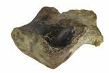 Hadrosaur (Hypacrosaur) Caudal Vertebra - Montana #116289-9
